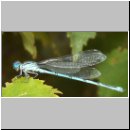 Cercion lindenii - Pokal-Azurjungfer m01.jpg